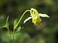 アクイレギア・フラベスケンス（Aquilegia flavescens var. flavescens）