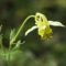 アクイレギア・フラベスケンス（Aquilegia flavescens var. flavescens）