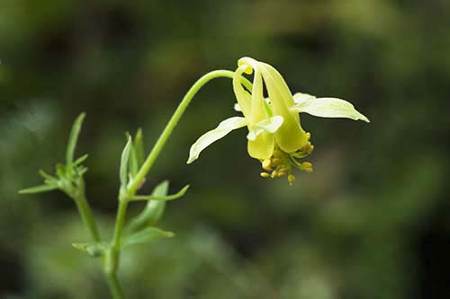 アクイレギア・フラベスケンス（Aquilegia flavescens var. flavescens）