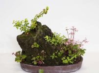 メギ、ダイモンジソウ