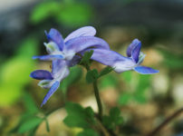 ヤマエンゴサク