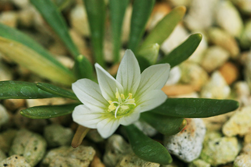 レウィシア コチレドン Lewisia Cotyledon の育て方 山野草を育てる