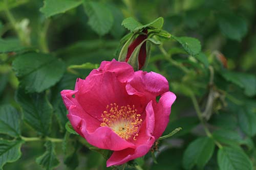 ハマナス ハマナシ の育て方 シロバナハマナス シロバナハマナシ 山野草を育てる