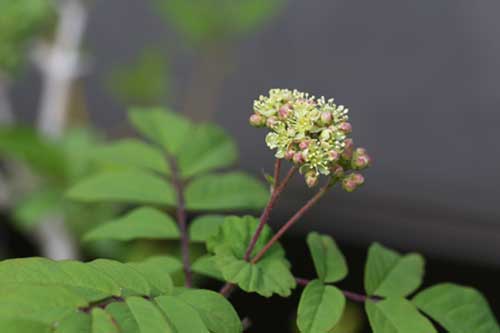 ヒカゲツツジ 日陰躑躅 の育て方 山野草を育てる