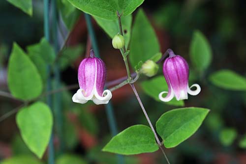 クレマチス ヴィオルナ Clematis Viorna の育て方 山野草を育てる