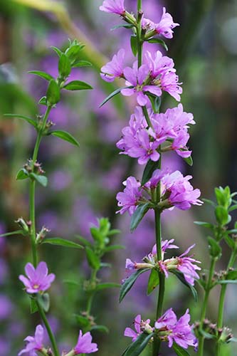 ８月の庭の山野草の花たち 山野草を育てる