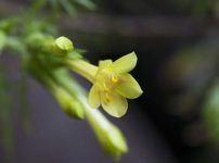 キバナハナシノブ