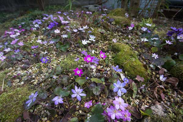 鉢植えよりも管理が楽な雪割草の庭植えー雪割草の庭造り 山野草を育てる