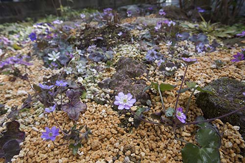 鉢植えよりも管理が楽な雪割草の庭植えー雪割草の庭造り 山野草を育てる