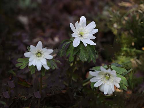 Hd限定春の 山 野草 白い 花 美しい花の画像