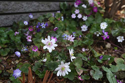 鉢植えよりも管理が楽な雪割草の庭植えー雪割草の庭造り 山野草を育てる