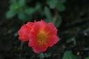 7912_001Portulaca