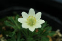 80505002Anemonecrinita