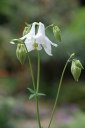 Aquilegiaaurea