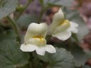 Asarinaprocumbens_thumb