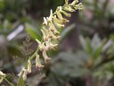 Corydalisophiocarpa_thumb