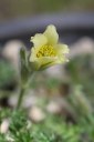 Pulsatilla albanatate