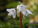 白色の春の花の山野草 高山植物２ 山野草を育てる