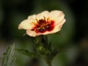 potentilla1_thumb