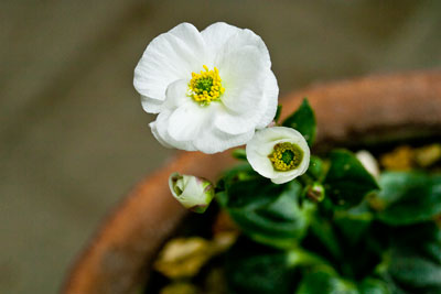 110510_7858Ranunculus