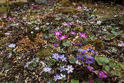 130316_3857niwa4
