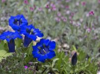 ゲンチアナ・アルペンブルー