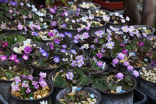 雪割草の播種から開花までの記録 山野草を育てる