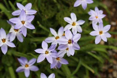 ハナニラ 花韮 の育て方 山野草を育てる