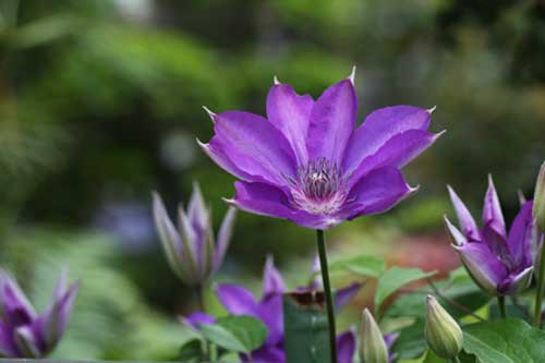 カザグルマ 風車 の育て方 日光植物園のカザグルマ 山野草を育てる