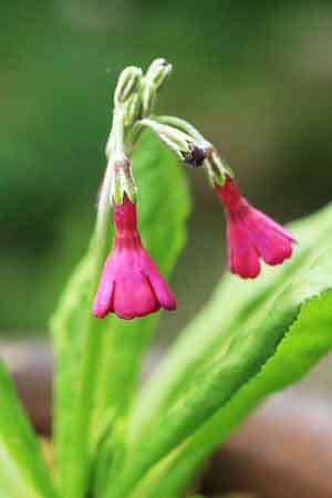 7148Primulasecundiflora