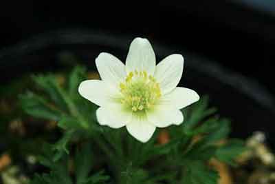 80505002Anemonecrinita