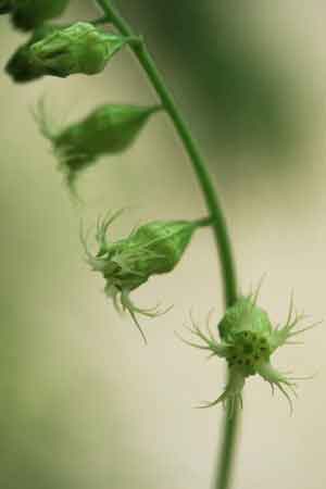 80509-035Tellimagrandiflora