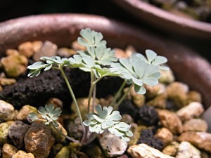 Aquilegiajonesii5.16