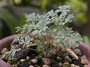 Aquilegiajonesii6.30