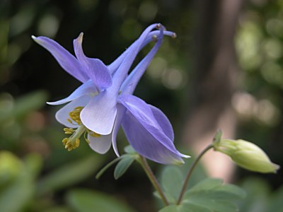 Aquilegiascopulorum