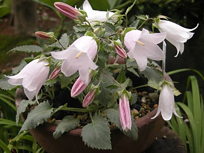 Campanula choruhensis