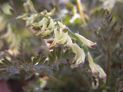 Corydalisophiocarpa