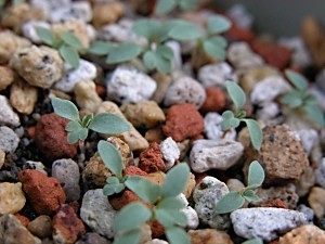 Corydalissempervirens1