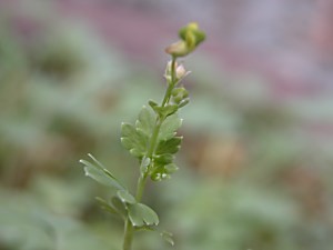 Corydalissempervirens6