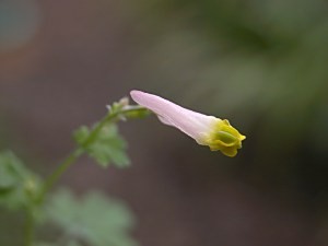 Corydalissempervirens6.9