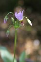 Dodecatheon