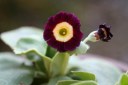 Primulaauricula3