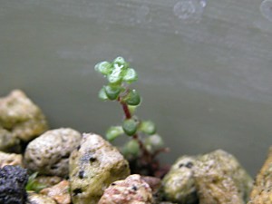 Saxifragaoppositifolia10.7