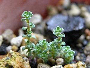 Saxifragaoppositifolia7.12