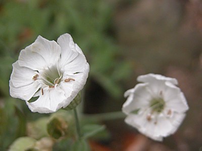 Sileneuniflora