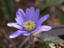 anemoneburanda_thumb