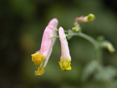 corydalissempervirens