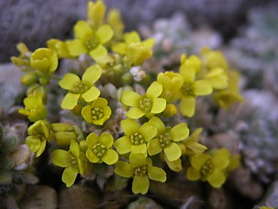 draba polytricha