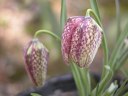 fritillariameleagris_thumb