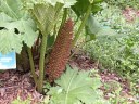 gunnera_thumb